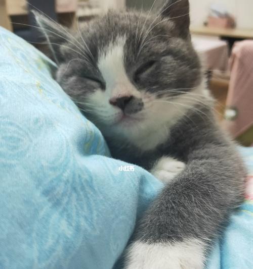 猫咪一直叫的原因剖析（探究猫咪不停叫的症状和解决方法）