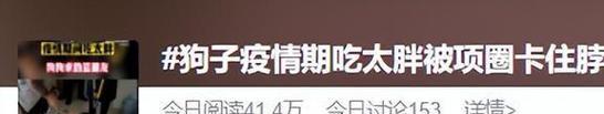 如何触诊腊肠犬的脊椎塌陷（一份关于如何保护你的腊肠犬健康的指南）