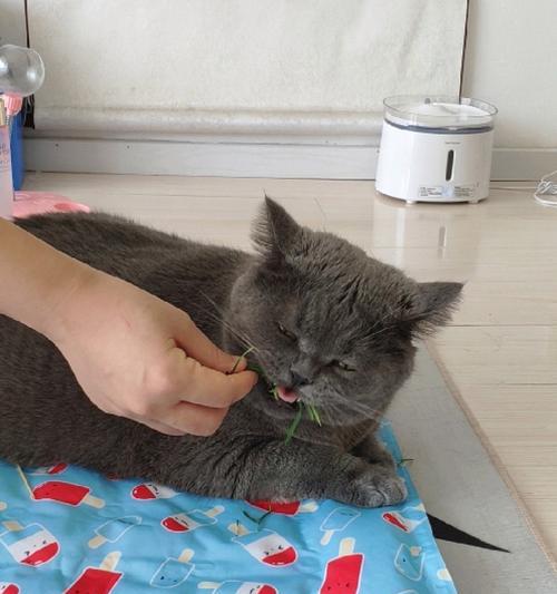 宠物计划（猫咪减肥小妙招，让你的猫咪恢复健康）