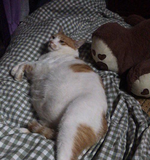 宠物计划（猫咪减肥小妙招，让你的猫咪恢复健康）
