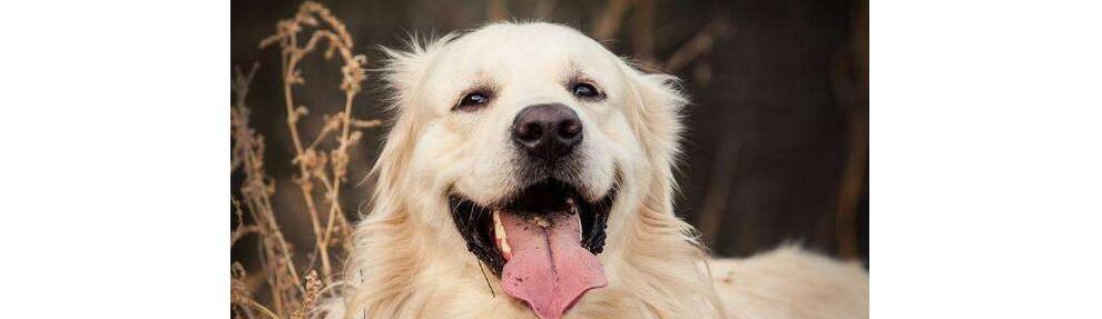 如何为金毛犬调整作息时间（有效调整金毛犬的作息时间，让它健康快乐成长）