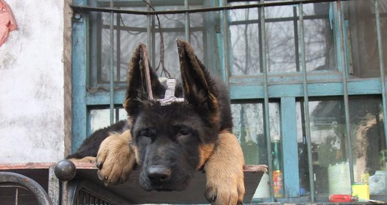 如何训练德牧犬不乱咬东西（培养宠物习惯的关键方法，让你的德牧犬成为温顺的伙伴）