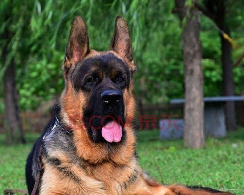 如何训练德牧犬不乱咬东西（培养宠物习惯的关键方法，让你的德牧犬成为温顺的伙伴）