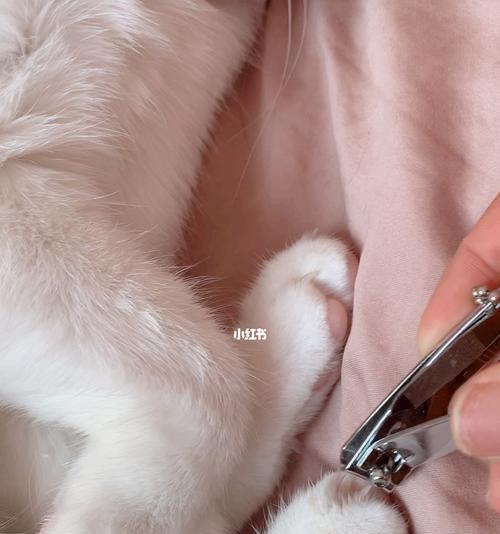 如何正确给宠物猫剪指甲（简单易学的猫咪指甲修剪技巧，让宠物更舒适）