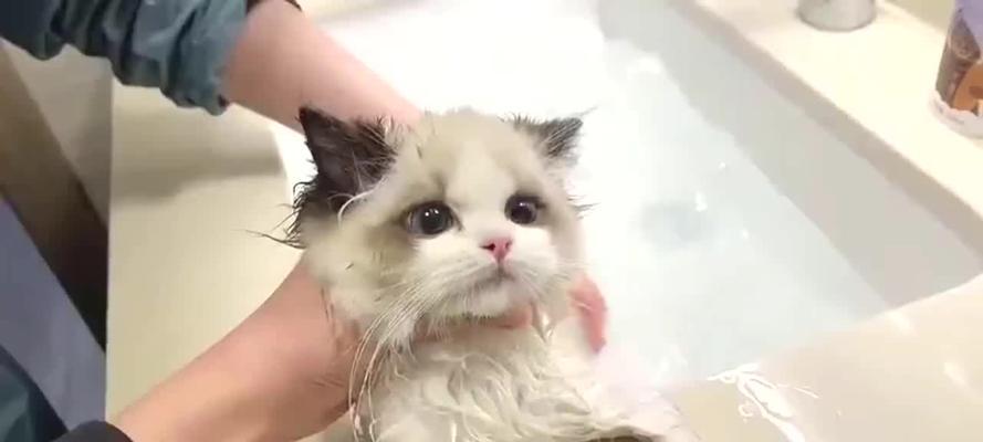 详细教你如何为猫咪洗澡（一步一步，让你的猫咪变得干净整洁）