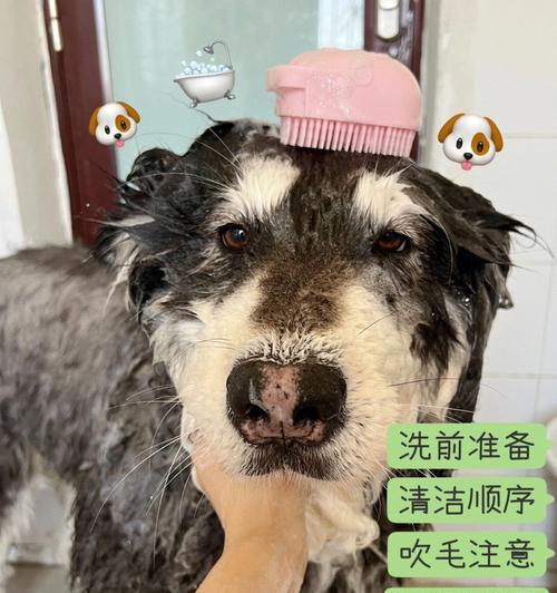 纠正茶杯犬抓家具的坏习惯（让你的宠物拥有良好的行为习惯）