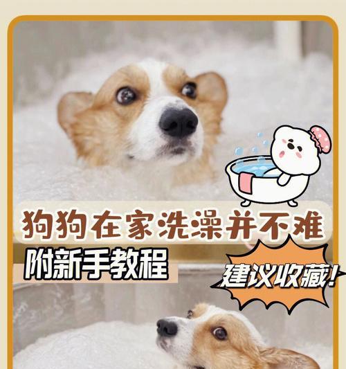 纠正茶杯犬抓家具的坏习惯（让你的宠物拥有良好的行为习惯）