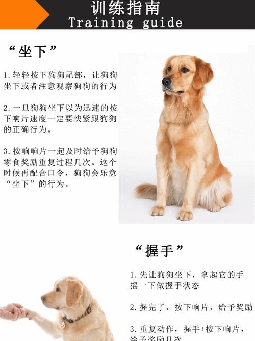 如何纠正狗狗乱咬东西的坏习惯（让你的宠物变得更有素质）