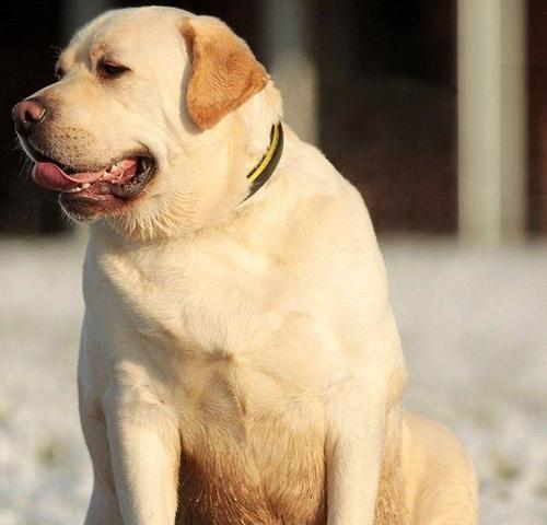 从宠物主人的视角，了解幼犬健康状况（从宠物主人的视角，了解幼犬健康状况）