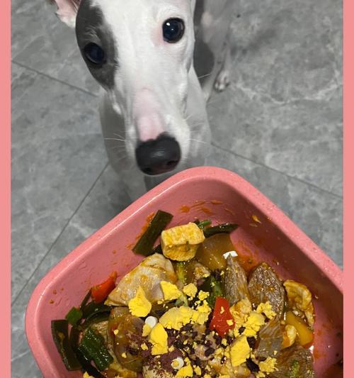 掌握这些技巧，让你的狗狗饮食更健康（掌握这些技巧，让你的狗狗饮食更健康）