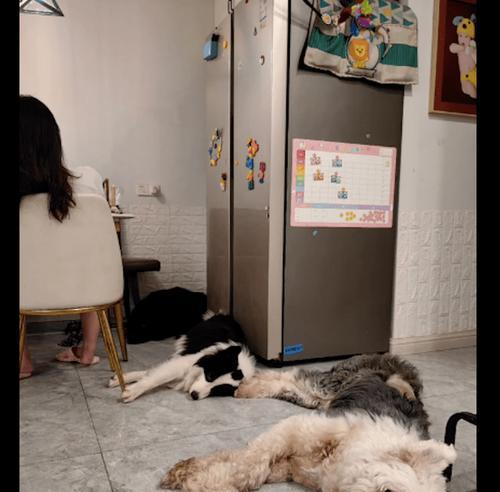 如何让你的宠物犬不在路上吃食物？（有效的方法让你的古牧远离路上的食物，宠物犬健康更重要！）