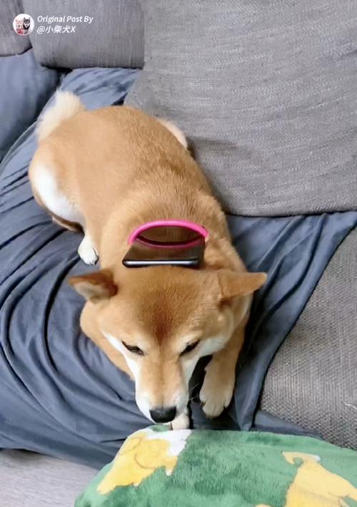 如何让狂叫的宠物狗立刻安静下来？（通过训练和心理疏导，让你的狗狗变得安静和温顺）