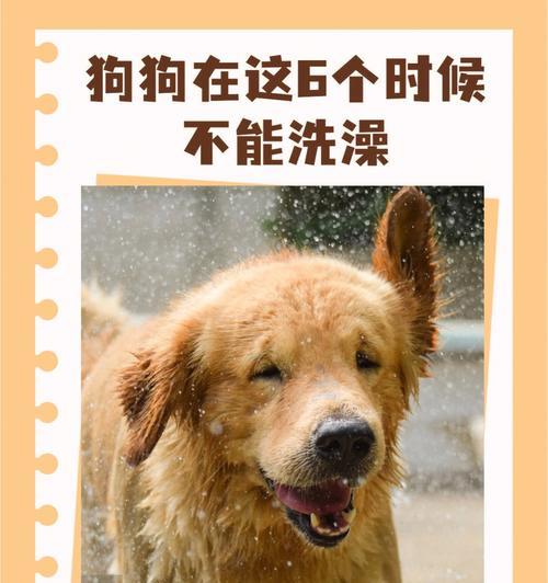 让流浪狗快速适应新环境的方法（从宠物的角度出发，为它们创造一个温馨的家）