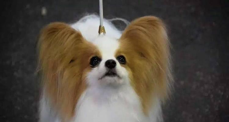 如何让你的蝴蝶犬健康摄取营养（宠物饮食调理与饮食建议）