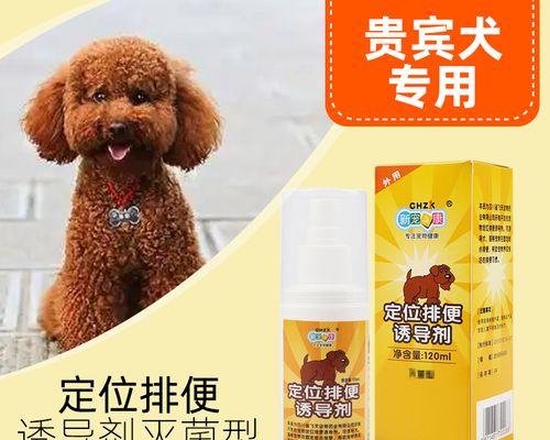 让宠物泰迪犬轻松学会在室外拉便便（如何引导泰迪犬在正确的时间和地点排便？）