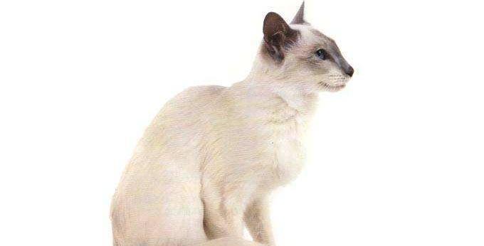 巴厘猫的饲养指南（从喂食到健康，了解如何照顾巴厘猫）