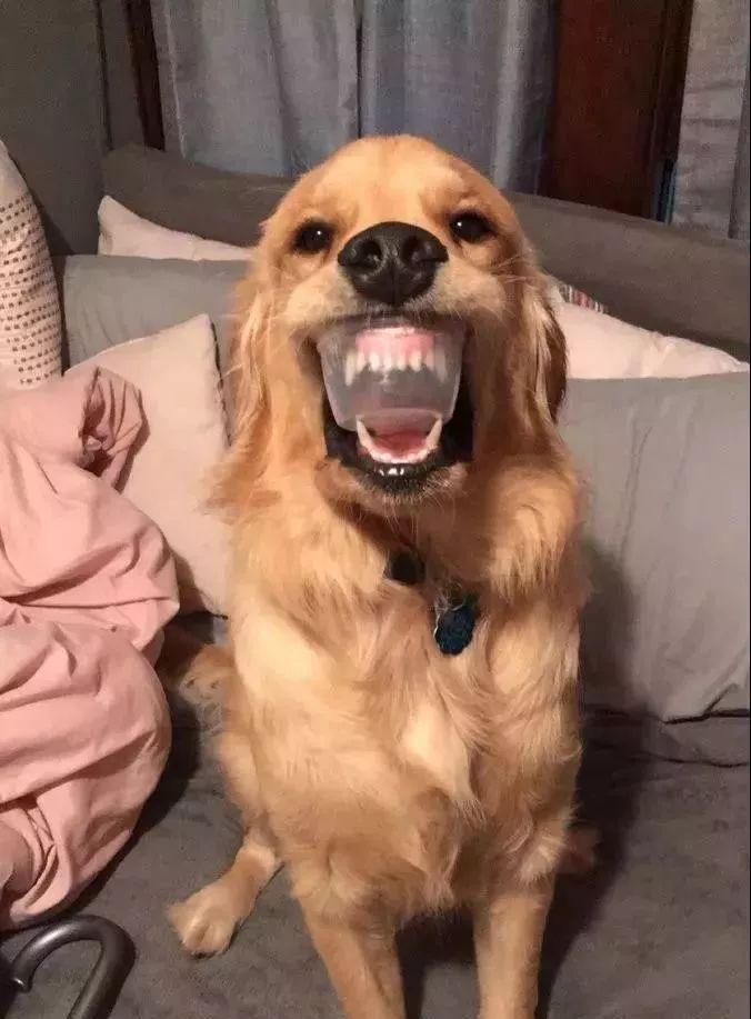 如何通过牙齿判断金毛犬的年龄？（宠物金毛犬的年龄判断方法及相关知识）