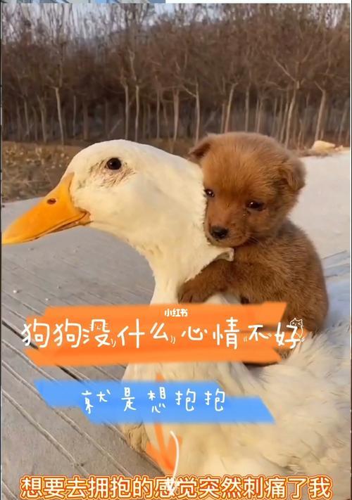 如何消除狗狗分离时的不安情绪（宠物主人必读！消除狗狗分离焦虑的5大技巧）