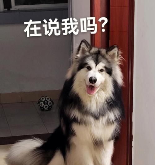 让你的宠物成为社交明星，阿拉斯加的训练策略（打造一个受欢迎的阿拉斯加宠物，让你的生活更加有趣）