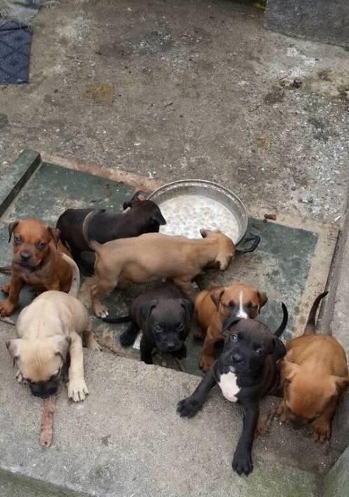 如何正确训练比特犬松口不害严才是爱（打造温顺可爱的比特犬，让它成为你的好伴侣）
