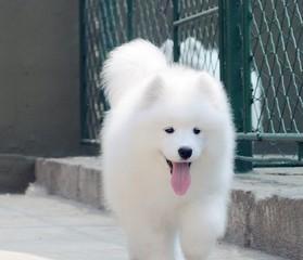 训练大白熊幼犬定点上厕所的技巧（以宠物为主，让你的幼犬养成好习惯）