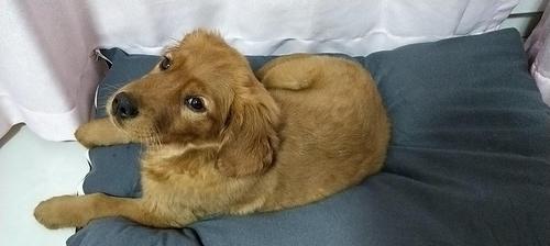 训练金毛在室内室外上厕所的技巧（宠物训练师亲授，让你的金毛健康有序生活）