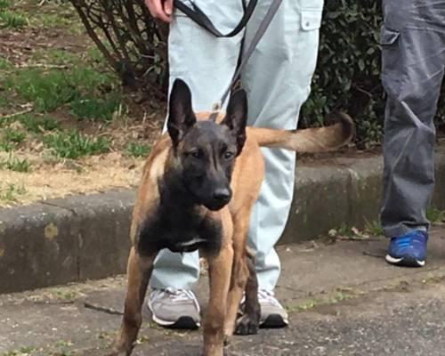 如何训练一只优秀的宠物犬（打造爱与智慧兼备的忠诚伙伴）
