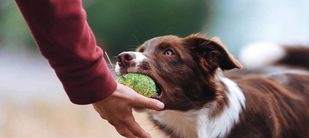 如何训练一只优秀的宠物犬（打造爱与智慧兼备的忠诚伙伴）