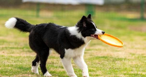 如何训练一只优秀的宠物犬（打造爱与智慧兼备的忠诚伙伴）