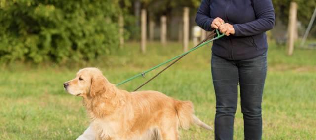 如何养好友善的金毛犬（从宠物角度出发，让金毛成为你的朋友）