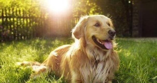 如何养好友善的金毛犬（从宠物角度出发，让金毛成为你的朋友）