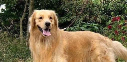 拥有一只柔顺飘逸的金毛犬，让生活更美好（如何养护金毛犬，让它变得柔顺飘逸）