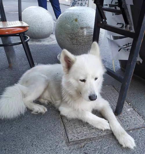 萨摩耶公狗绝育后会变得更听话吗？（探究绝育对萨摩耶公狗行为的影响及解决方法）