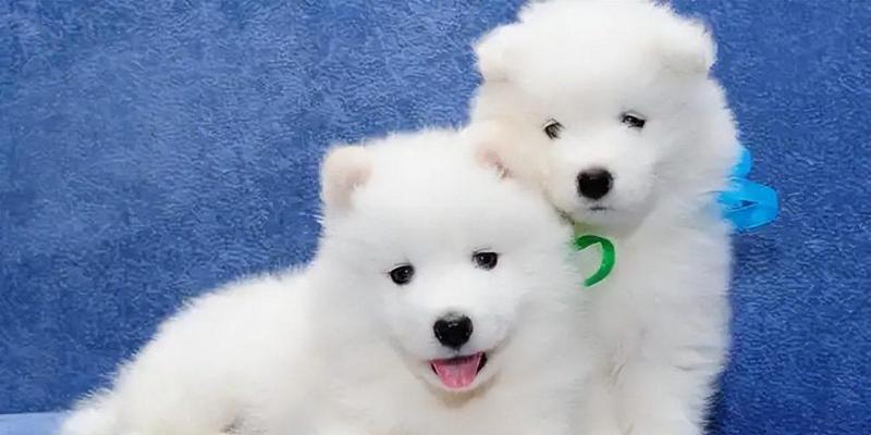 如何训练萨摩耶犬成为好宠物？（掌握这些基本方法和技巧，让你的萨摩耶犬变得听话、友善和乖巧。）