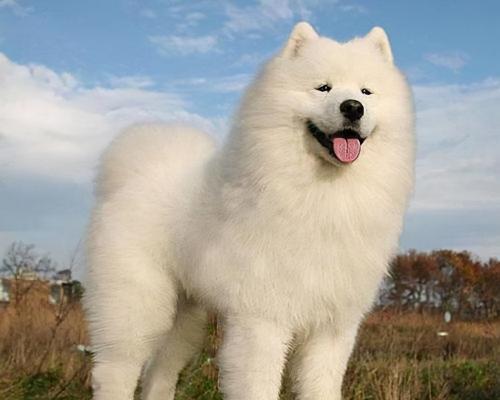 如何训练萨摩耶犬成为好宠物？（掌握这些基本方法和技巧，让你的萨摩耶犬变得听话、友善和乖巧。）