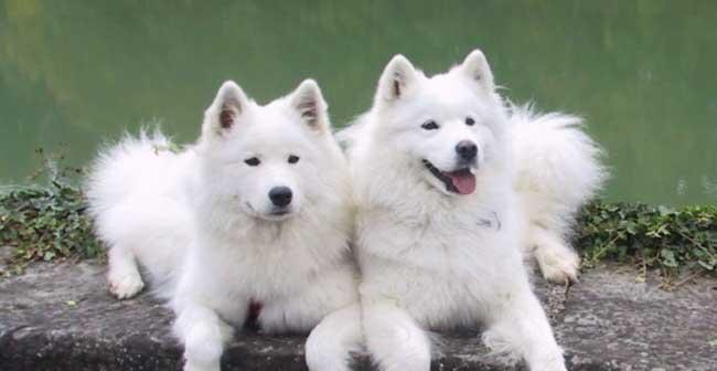 萨摩耶犬的训练时机与技巧（以宠物为主，让你的萨摩耶成为听话的好狗）