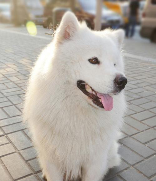 萨摩耶犬的训练时机与技巧（以宠物为主，让你的萨摩耶成为听话的好狗）