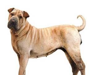 为什么沙皮犬喜欢翻垃圾桶？（探究沙皮犬的天性和行为特点，了解如何防止它们翻垃圾桶。）