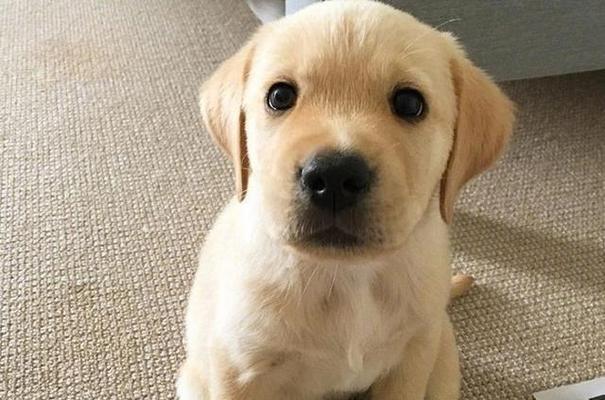 拉布拉多犬免疫失败的原因与预防（以宠物为主，了解免疫失败的危害及预防方法）