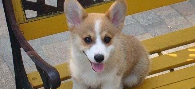 如何选择适合自己的柯基犬？（以标准为依据，找到宠物伴侣）