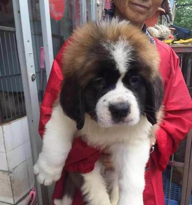 如何正确接种圣伯纳犬疫苗？（注意事项与前期准备）