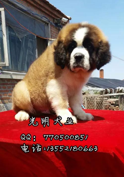 如何正确接种圣伯纳犬疫苗？（注意事项与前期准备）