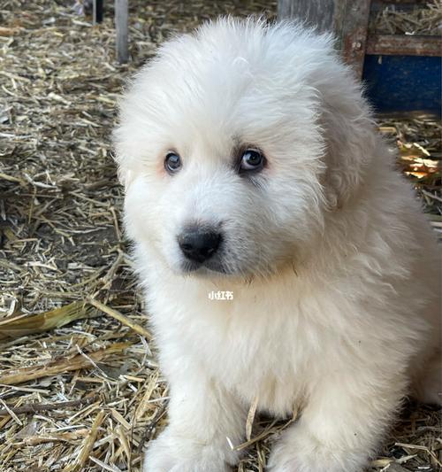 四个月大的大白熊犬喂养全指南（宠物犬食谱、饮水、运动和医疗保健必备指南）