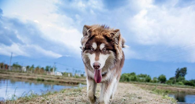 养阿拉斯加幼犬的全面指南（以宠物为主的养犬技巧和经验分享）
