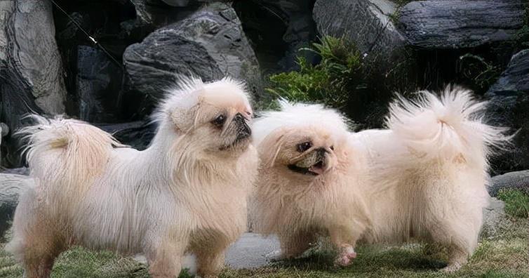 如何饲养京巴犬——让你的宠物健康快乐成长（了解京巴犬的特性和饲养技巧，打造幸福家庭）