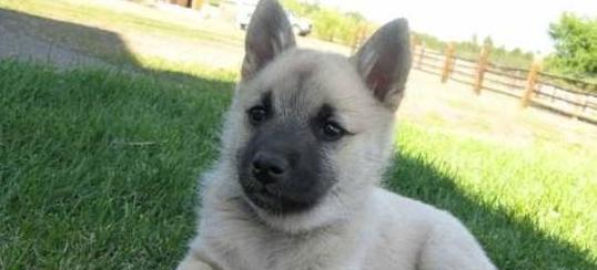 如何为饲养挪威猎犬备足清水？（以宠物为主，为您解析挪威猎犬的饮水需求）