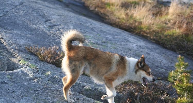 如何为饲养挪威猎犬备足清水？（以宠物为主，为您解析挪威猎犬的饮水需求）