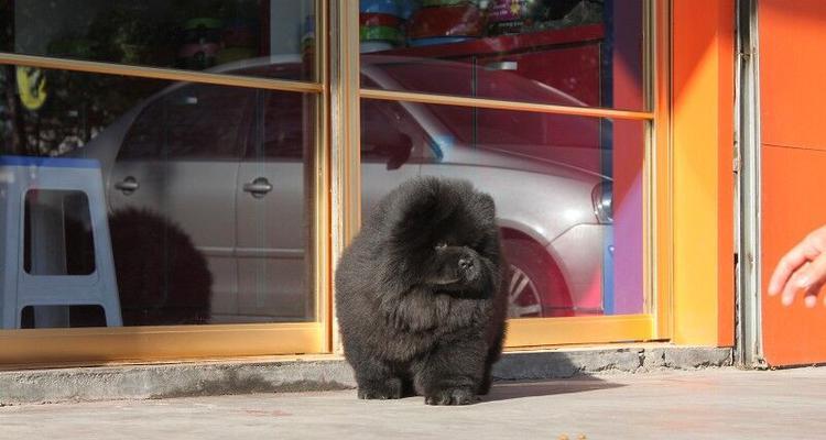 松狮犬洗澡全指南（了解目的、时间及方法，让你的宠物更健康）