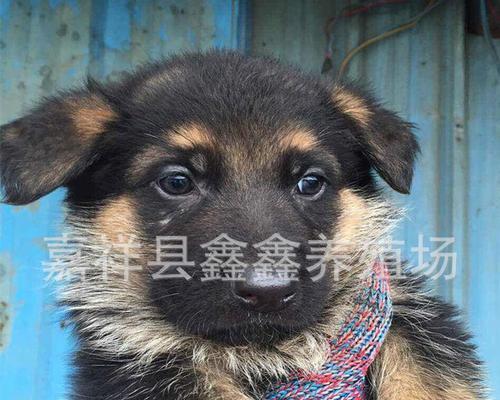 苏格兰牧羊犬怀孕了怎么喂养？（宠物狗怀孕后的饮食、运动、医疗与产后护理）