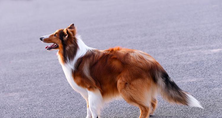 为什么苏格兰牧羊犬总是舔爪子？（探秘苏格兰牧羊犬的行为习惯，揭开舔爪子的神秘面纱）